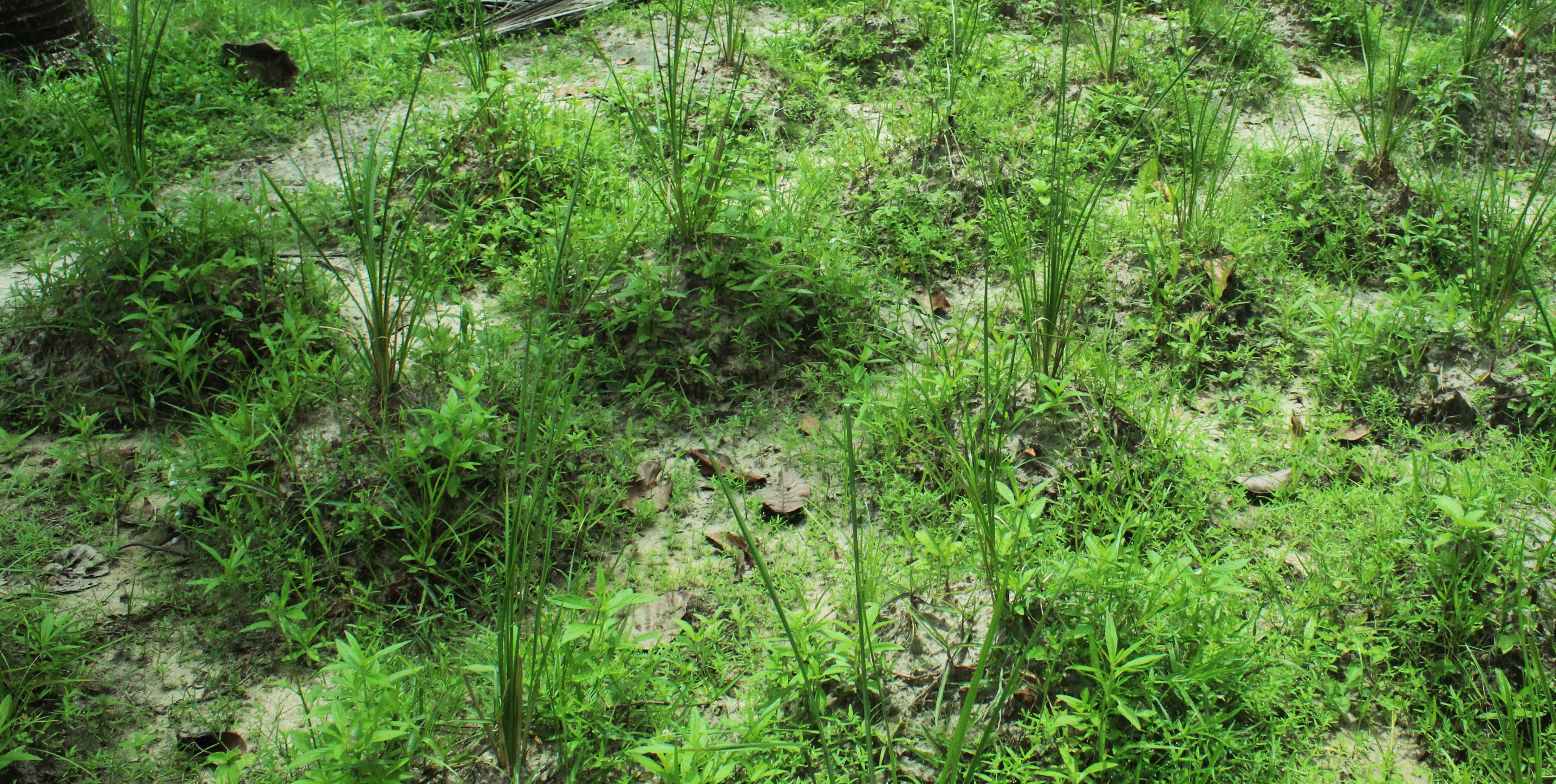 QPM (production of Quality planting materials)